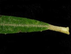 Salix eleagnos. Leaf base and petiole.
 Image: D. Glenny © Landcare Research 2020 CC BY 4.0